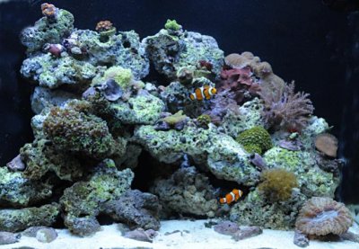 Reef Tank- 2 Monthsy***.jpg