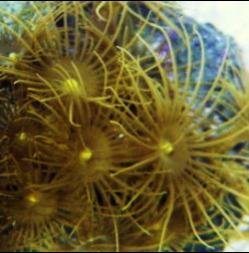 Yellow Eyelash Coral.jpg