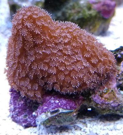 05 corals close.jpg