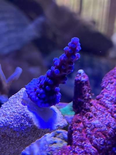 TUBE\"「Blue Reef」＆Best\" Blue Lizard Sensitive Mineral Sunscreen - Reef Safe, Toxic