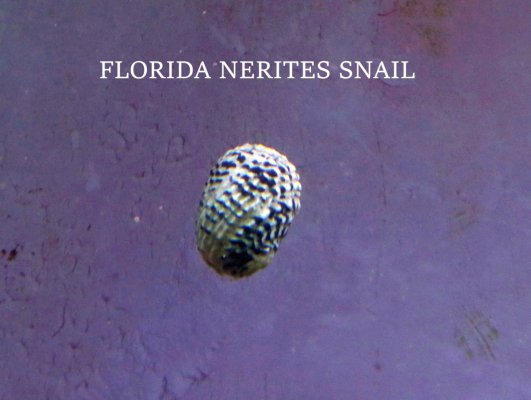 Nerites Snail.JPG