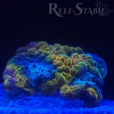 Copy of Copy of All Zoanthids Are Sold Per Polyp (1).jpg Copy of Copy of All Zoanthids Are Sold Per Polyp (1).jpg