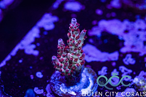 CCH Little Red Riding Hood Acropora