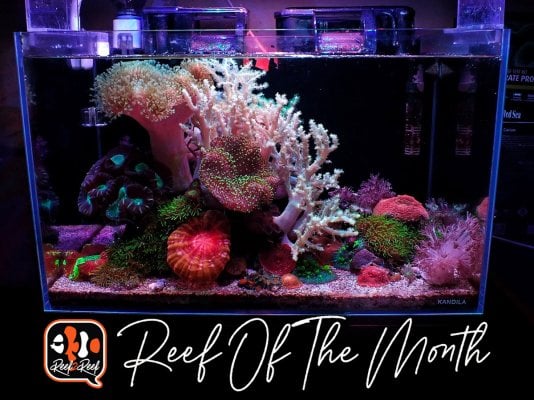 REEF OF THE MONTH - April 2023: Lilo's Exquisite Softy Pico Reef! A 6-gallon Masterpiece of Unmeasured Parameters!
