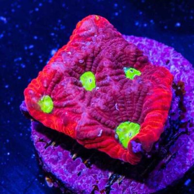 ebay-war-coral.jpeg