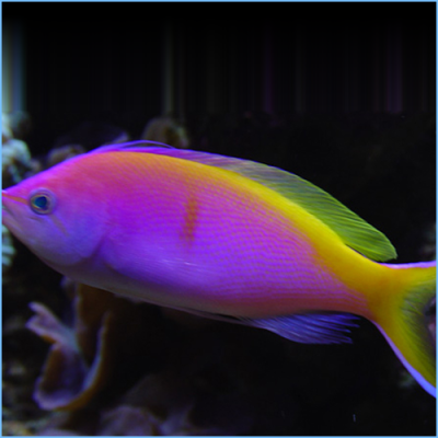 Bartletts-Anthias-or-Bartletts-Fairy-Bass.png