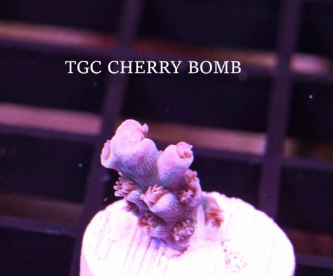 TGC CHERRY BOMB.JPG