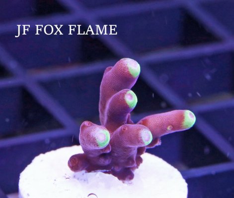 JF FOX FLAME.JPG