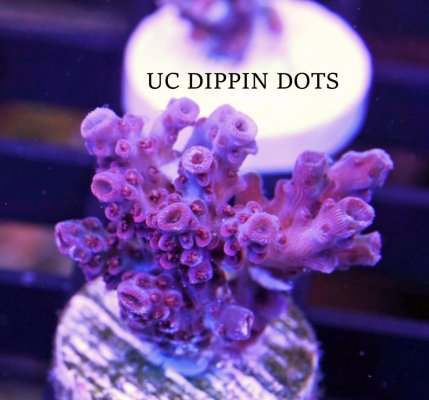 UC DIPPIN DOTS.JPG