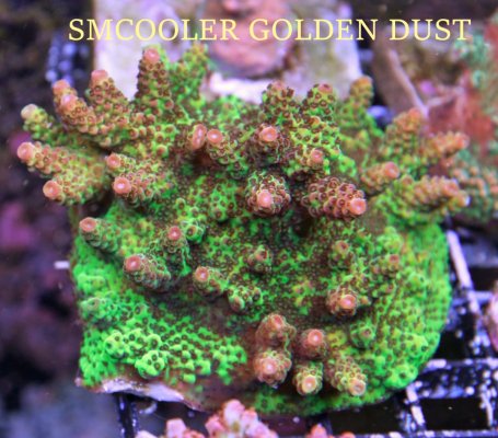 SMCOOLER GOLDEN DUST.JPG SMCOOLER GOLDEN DUST.JPG