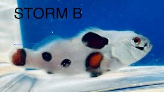 Storm B.jpg