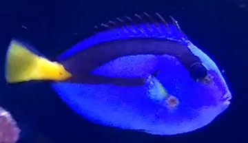 Blue Tang Pic.png