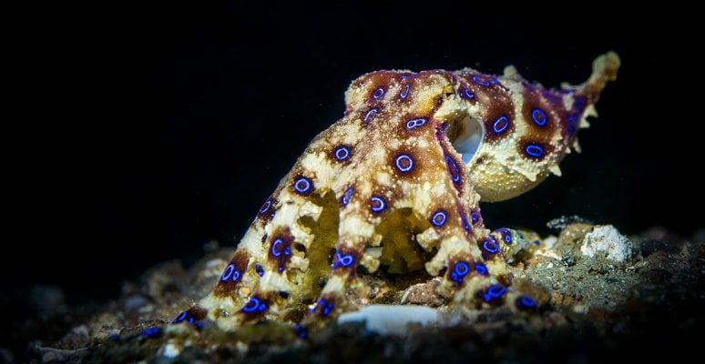blue-ringed-octopus-full-width.jpg