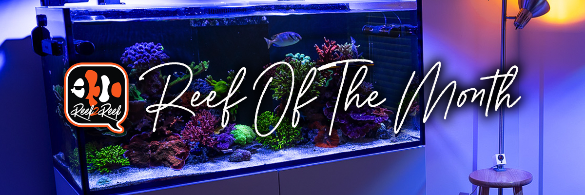 Reef of the month banner .png