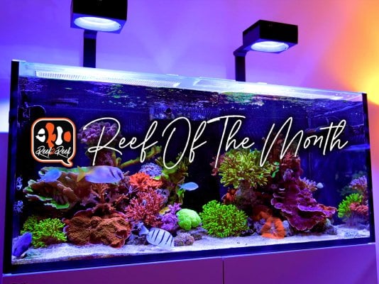 REEF OF THE MONTH - June 2023: Swiss Frag Reefer's Awesome RedSea 425XL SPS Reef!