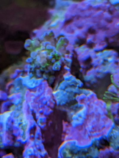 coral head on rock.jpg