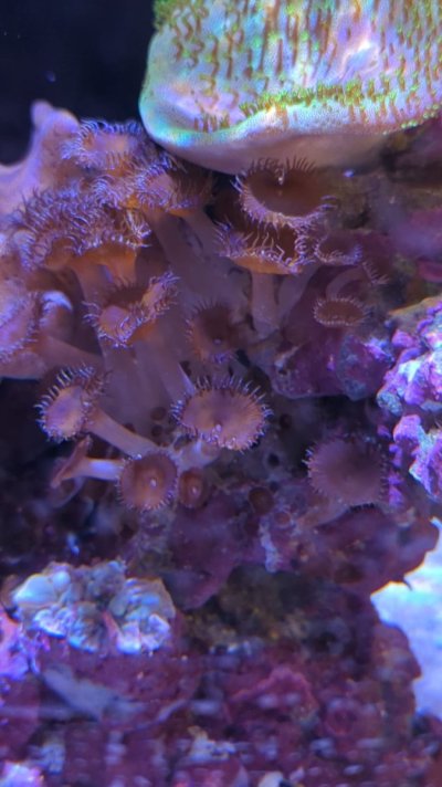 zoas that i want to remove.jpg