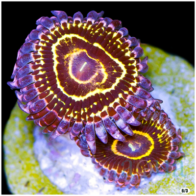 stratasphore Zoas - 2 polyps and 2 babies - $1950.png