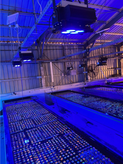 Super coral farming at Monsoon Aquatics upgrades to Orphek Amazonas 960 iCon reef LED Lights