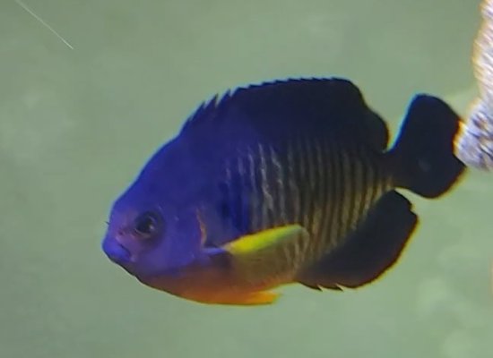 3_Coral_Beauty_June_7.jpg 3_Coral_Beauty_June_7.jpg