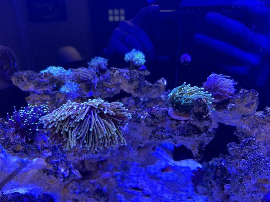 EliMelly’s Red Sea 350 G2
