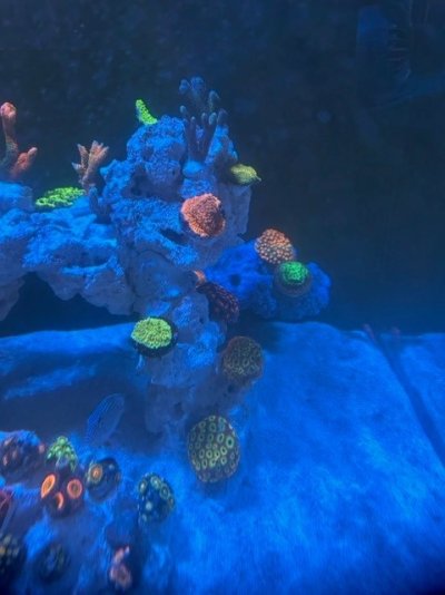 coral5.jpg