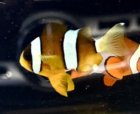 Nemo tail white.jpg