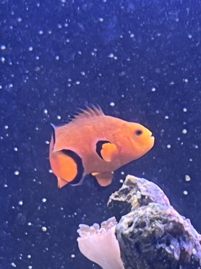 Clownfish Picture.jpg