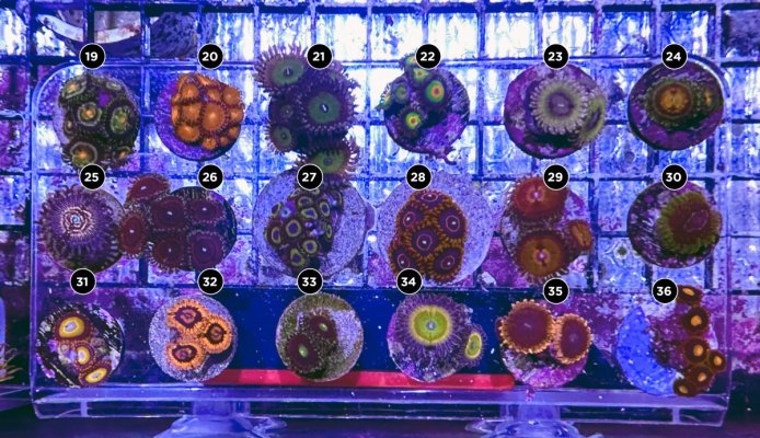 Corals2.jpg