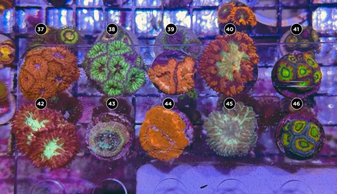 Corals3.jpg