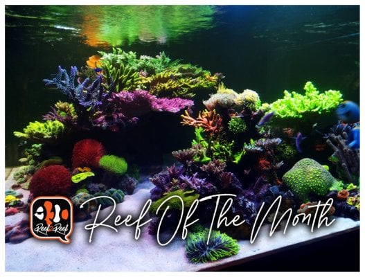 REEF OF THE MONTH - July 2023: Alex Costa's Amazing Rebirth Reef!