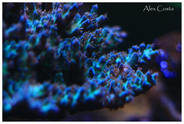 Coral54 - subulata-blue1.jpeg