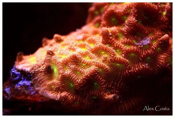 Coral52 - leptoseris5.jpeg