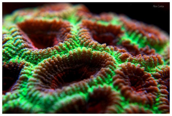 Coral - 50 favia-xtmas.jpeg
