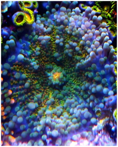 Coral41 - mushroom.jpeg