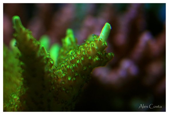 Coral34 - solitariensis2.jpeg