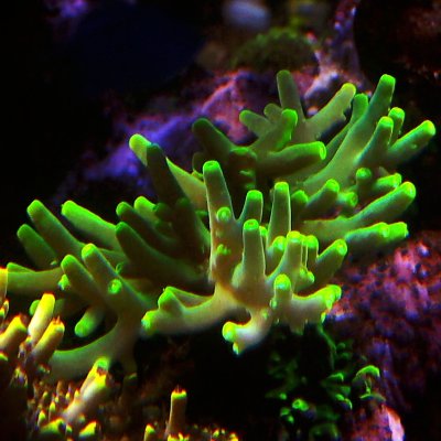 Coral16.jpeg