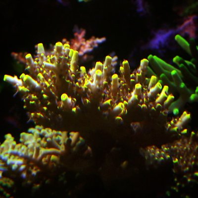 Coral15.jpeg