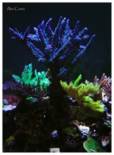 Coral14.jpeg