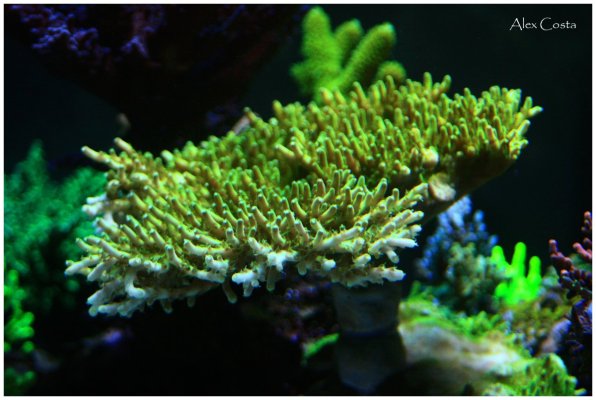 Coral13.jpeg