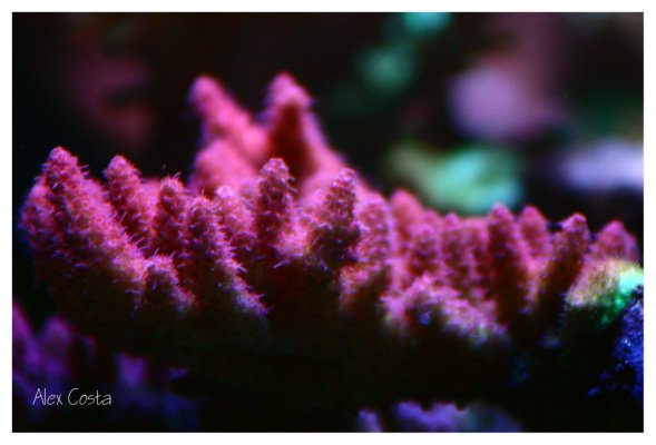 Coral4.jpeg
