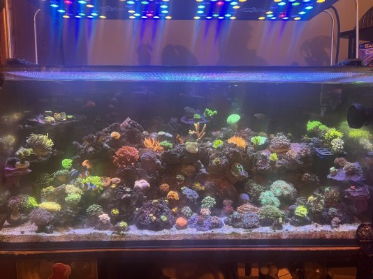 My 60 AIO LPS heavy mixed reef