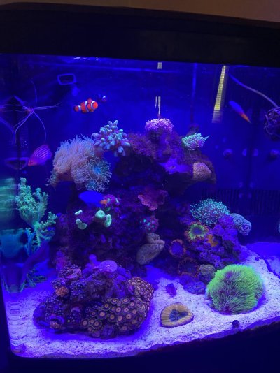 Kevgib67’s 32g Biocube