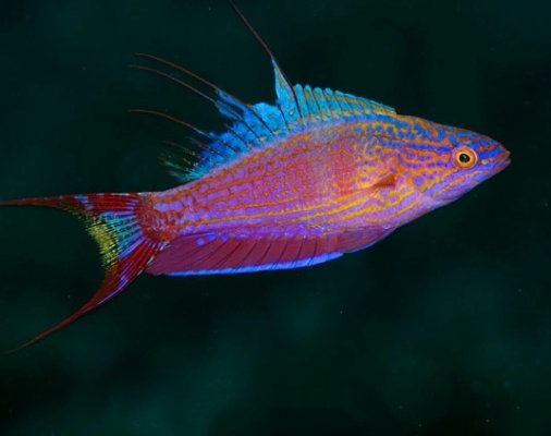 Bell’s Flasher Wrasse.jpeg
