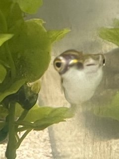 Puffer Picture 1.jpg Puffer Picture 1.jpg