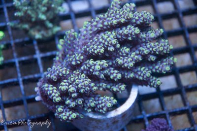 Corals 06-08-2016-5.jpg
