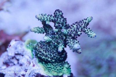 Corals 06-03-2016-3.jpg