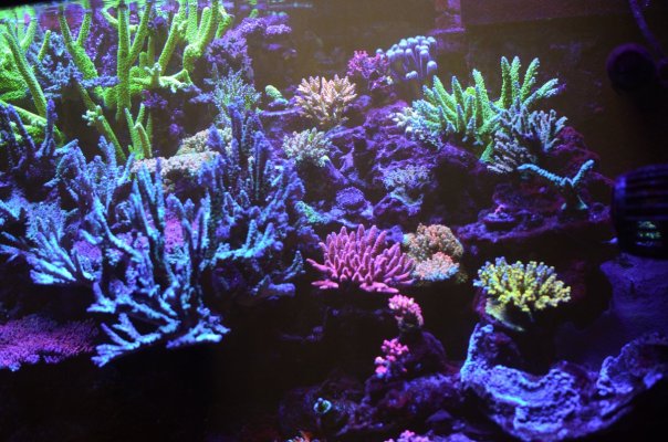 DSC_1219 rh side corals.JPG
