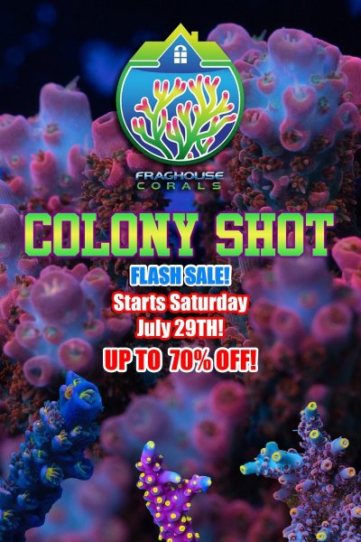 thumbnail_colony shot flash sale.jpg