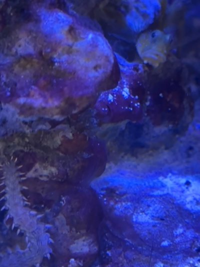 goby-worm-gunk.jpeg goby-worm-gunk.jpeg